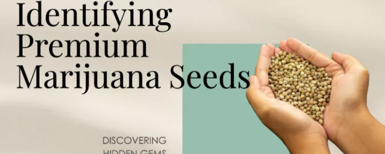 Tips to Identify Premium Cannabis Seeds!