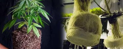 Selecting Cannabis Cultivation Methods!